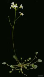 Cardamine serpentina. Plant with rosette leaves and inflorescence with flowers.
 Image: P.B. Heenan © Landcare Research 2019 CC BY 3.0 NZ